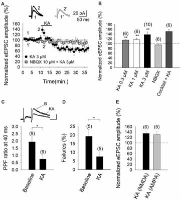 Cerebellar Kainate Receptor-Mediated Facilitation of Glutamate Release Requires Ca2+-Calmodulin and PKA